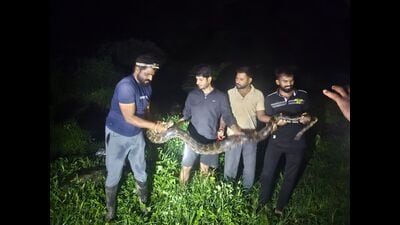 Pune’s diverse geography—ranging from forests and agricultural fields to urban zones—makes it a suitable habitat for a wide variety of snakes, with both venomous and non-venomous species commonly spotted. (HT) Pune’s diverse geography—ranging from forests and agricultural fields to urban zones—makes it a suitable habitat for a wide variety of snakes, with both venomous and non-venomous species commonly spotted. (HT)