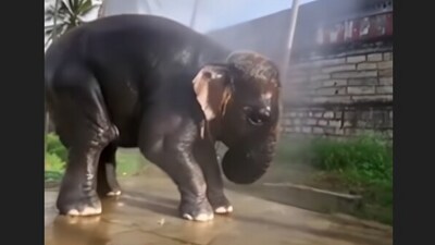 The baby elephant's cautious pause near a frog went viral, showing its sweet nature. (Instagram/rajamannai_memories)