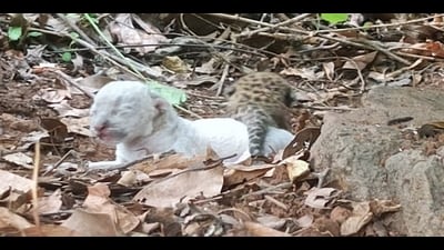 Verified by forest officials by June 15, this is believed to be the first videographic/photographic evidence of melanism in Dholes in India in nearly 90 years. (HT) Verified by forest officials by June 15, this is believed to be the first videographic/photographic evidence of melanism in Dholes in India in nearly 90 years. (HT)