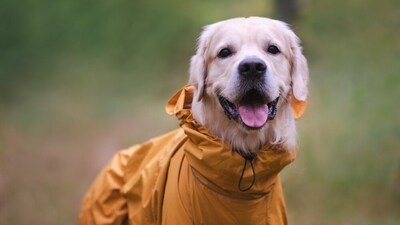 Make your pets wear a raincoat if going out for a walk on a rainy day. (Shutterstock) Make your pets wear a raincoat if going out for a walk on a rainy day. (Shutterstock)