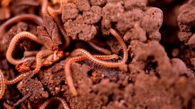 Doctors discovered a Chinese girl’s mysterious vomiting was due to larvae from drain flies, commonly found in damp home areas like toilets and kitchens. (Representational image/Unsplash) Doctors discovered a Chinese girl’s mysterious vomiting was due to larvae from drain flies, commonly found in damp home areas like toilets and kitchens. (Representational image/Unsplash)