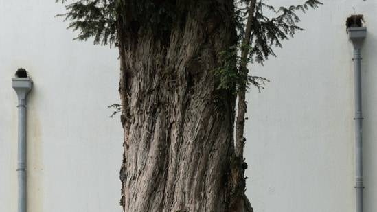 An FIR has been lodged, and CCTV footage has been handed over to the police. The incident is also being investigated under the Forest Act. (Pic used for representation) (Unsplash)