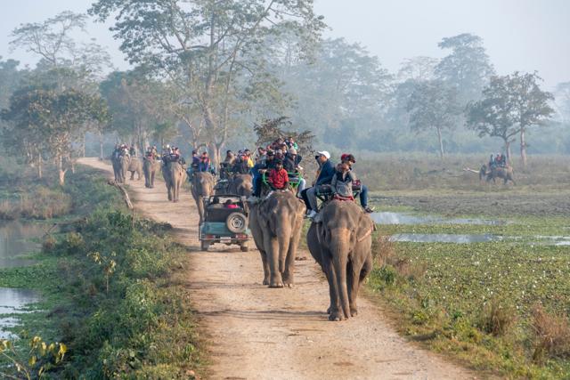 Through Kaziranga on elephant back. (Shutterstock)