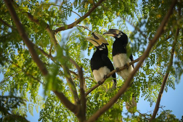 Hornbills (Shutterstock)