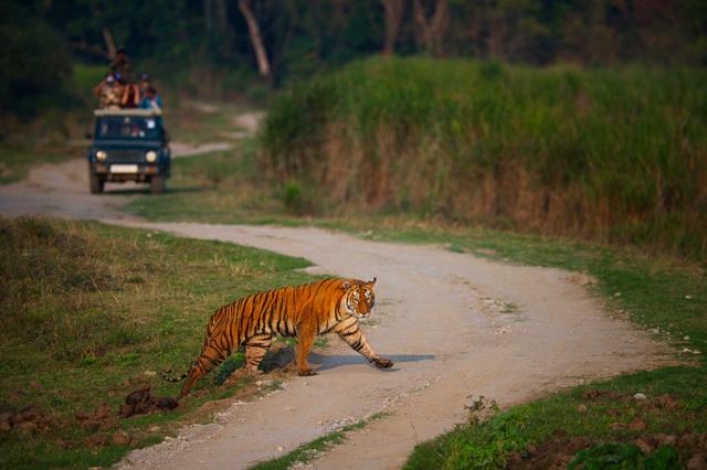 Tiger tiger burning bright (Shutterstock)