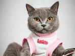 Cat_1751438521538