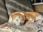 Dog_1751444143832