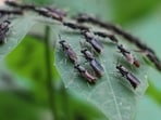 This is more effective and environmentally friendly than spraying the pest into oblivion.