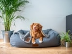 Here's why you should not give Ibuprofen to dogs and other pet animals