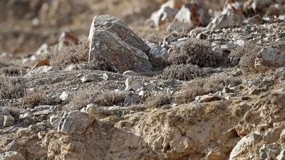 Can you spot the hidden Pallas's cat? (Reddit) Can you spot the hidden Pallas's cat? (Reddit)