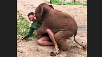 Instagram users were delighted by a viral clip of a baby elephant playfully bonding with its favourite caretaker. (Instagram/herbivorekingdom) Instagram users were delighted by a viral clip of a baby elephant playfully bonding with its favourite caretaker. (Instagram/herbivorekingdom)