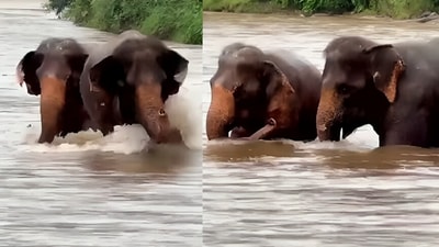 A clip of elephants enjoying a river bath went viral. (Instagram/lek_chailert) A clip of elephants enjoying a river bath went viral. (Instagram/lek_chailert)
