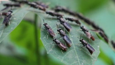This is more effective and environmentally friendly than spraying the pest into oblivion. (Pixaby/Representational Image) This is more effective and environmentally friendly than spraying the pest into oblivion. (Pixaby/Representational Image)