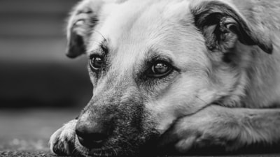 A case has been registered against a 67-year-old man for allegedly sexually abusing a dog (Representational)