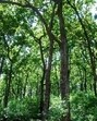 According to the May 15 order, the forest department would oversee the land granted to forest dwellers under FRA provisions, until the central government provided model management plans (Representative photo) According to the May 15 order, the forest department would oversee the land granted to forest dwellers under FRA provisions, until the central government provided model management plans (Representative photo)