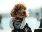 Dog_1751520202088