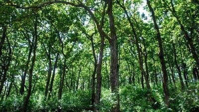 According to the May 15 order, the forest department would oversee the land granted to forest dwellers under FRA provisions, until the central government provided model management plans (Representative photo) According to the May 15 order, the forest department would oversee the land granted to forest dwellers under FRA provisions, until the central government provided model management plans (Representative photo)