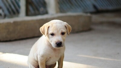 The accused told the police that the puppies used to bark throughout the night, disturbing the entire area, the official said. (Pixabay/ Representational)