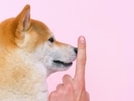 Dog_1751619866544
