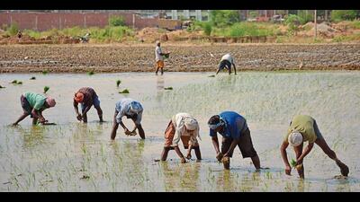 A senior official of PSPCL, while talking to HT, said the unprecedented highest power demand could be the result of humid weather conditions and the use of tubewells by farmers for paddy transplantation. (HT file)