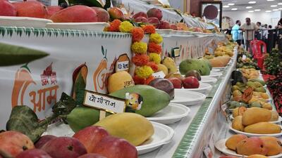 Mangoes displayed at the fesitval in Lucknow. (Deepak Gupta/HT Photo)