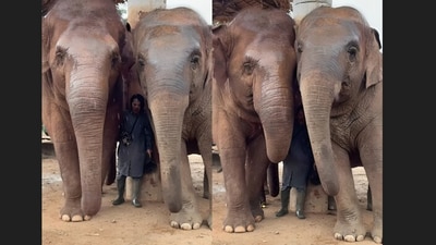 An elephant used her trunk to ensure a woman was safe during rain. (Instagram/lek_chailert)