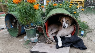 Dog houses made from discarded metal, complete with bedding, are being used to provide strays with the much-needed shelter and comfort during the rainy season. Dog houses made from discarded metal, complete with bedding, are being used to provide strays with the much-needed shelter and comfort during the rainy season.