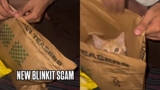 A fun Instagram video claimed Blinkit delivered a cat instead of chips. Blinkit joined the joke with a witty reply. (Instagram/ajexofficials)