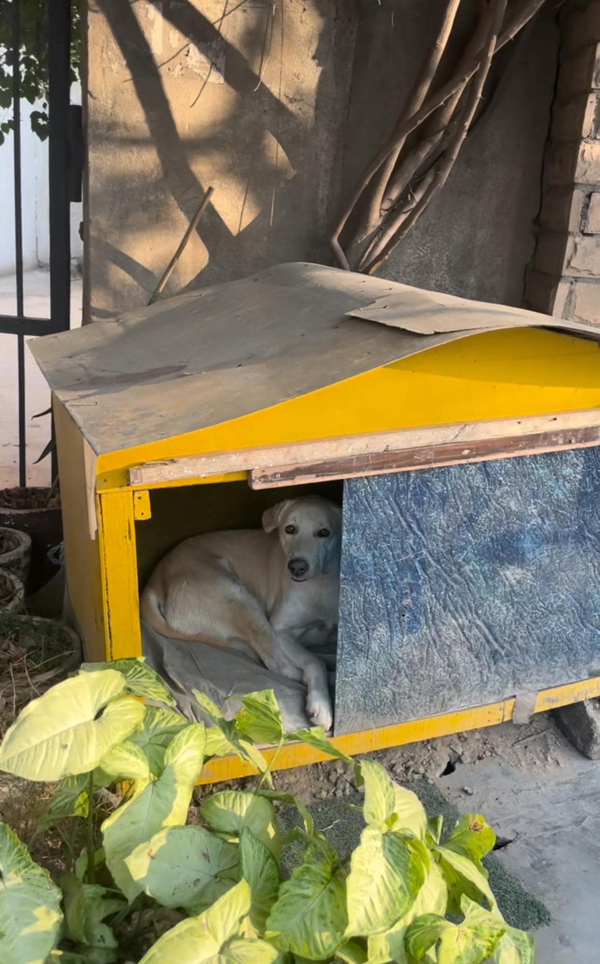 Kennels with jute bedding are being created by some NCR residents to help the stray dogs from catching infections in monsoon. Kennels with jute bedding are being created by some NCR residents to help the stray dogs from catching infections in monsoon.