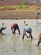 A senior official of PSPCL, while talking to HT, said the unprecedented highest power demand could be the result of humid weather conditions and the use of tubewells by farmers for paddy transplantation. (HT file)