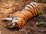 Initial investigations suggest that the tigers in Karnataka were poisoned, allegedly by chemicals applied to a cow carcass. 