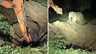 The image shows the elephant rescued by a group of rangers from a ditch. (X/@susantananda3) The image shows the elephant rescued by a group of rangers from a ditch. (X/@susantananda3)