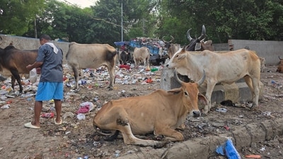 Former Jet Airways CEO Sanjiv Kapoor criticised Gurgaon’s civic mess, posting photos of a filthy roadside. (X/@TheSanjivKapoor) Former Jet Airways CEO Sanjiv Kapoor criticised Gurgaon’s civic mess, posting photos of a filthy roadside. (X/@TheSanjivKapoor)