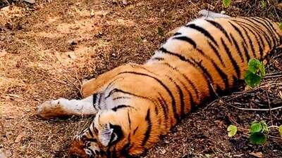 Initial investigations suggest that the tigers in Karnataka were poisoned, allegedly by chemicals applied to a cow carcass. (PTI/representative)