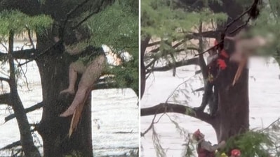 In Texas, Carl rescued a woman clinging to a tree after the July 4th floods. Despite a delayed emergency response, he managed to signal rescuers. In Texas, Carl rescued a woman clinging to a tree after the July 4th floods. Despite a delayed emergency response, he managed to signal rescuers.