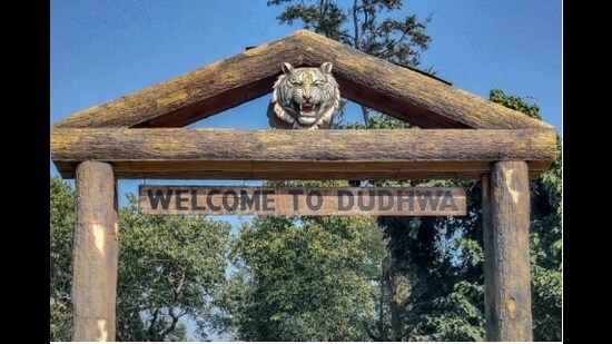 In Dudhwa National Park (DNP), the number of leopards grew to 93 in 2025 from 34 in 2022 (173.53%), in the Katarniaghat sanctuary to 131 from 37 in 2022 (254.05%) and in the buffer zone to 51 from 21 in 2022 (142.86%).