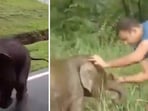 The visibly distressed elephant calf begins frantically circling the vehicle after getting separated from its herd, The visibly distressed elephant calf begins frantically circling the vehicle after getting separated from its herd,