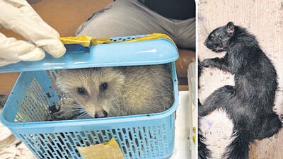 AIU recovers squirrels, raccoons, and iguanas from passenger AIU recovers squirrels, raccoons, and iguanas from passenger