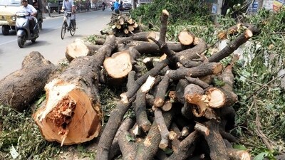 Tree felling, rapid urbanisation and many other causes attributed to the diminishing greenery of Bengaluru city. (PIC FOR REPRESENTATION)