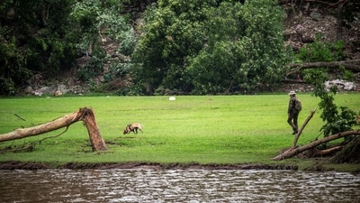 A search dog walks at Camp Mystic after deadly flooding in Kerr County, Texas. (REUTERS/Sergio Flores)