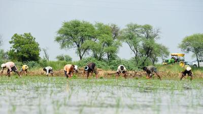 The authority carries out plantation drives wherever it is required under their jurisdiction. (Parveen Kumar/HT Photo) The authority carries out plantation drives wherever it is required under their jurisdiction. (Parveen Kumar/HT Photo)