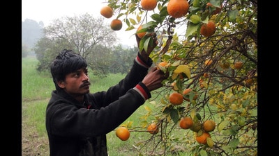 Worker plucking kinnows in an orchard in Fazilka district. (HT File)