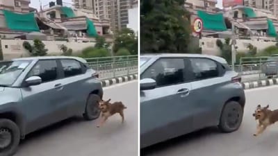 In the clip, the dog can be seen running along with the speeding car, trying to catch up with it. (X/TheViditsharma) In the clip, the dog can be seen running along with the speeding car, trying to catch up with it. (X/TheViditsharma)