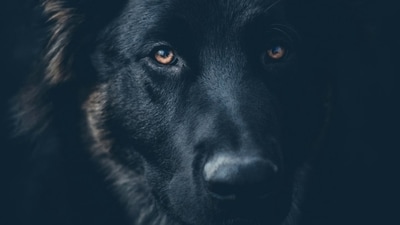Kalu was rescued by army doctor Harshita in Arunachal Pradesh and has been missing since June 28. (Representative image) Kalu was rescued by army doctor Harshita in Arunachal Pradesh and has been missing since June 28. (Representative image)
