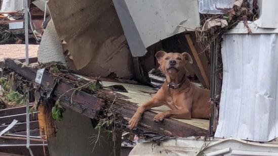 Texas floods prompt pets evacuation in Kerr, Williamson counties. (X@LoneStarChica)