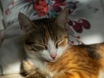 Cat_1751871098241