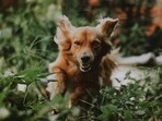 Dog_1751890404993