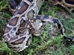 A Burmese python sits in the grass at Everglades Holiday Park in Fort Lauderdale, Florida. A Burmese python sits in the grass at Everglades Holiday Park in Fort Lauderdale, Florida.