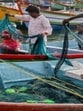 Fishermen busy untangling their fishing nets on boats (HT PHOTO) Fishermen busy untangling their fishing nets on boats (HT PHOTO)