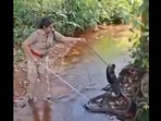 A viral video from Kerala showed a fearless forest officer capturing a giant king cobra.